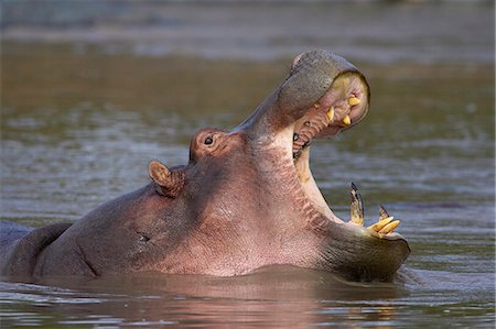 simsearch:6119-08741504,k - Hippopotamus (Hippopotamus amphibius) yawning, Serengeti National Park, Tanzania, East Africa, Africa Foto de stock - Sin royalties Premium, Código: 6119-08741447