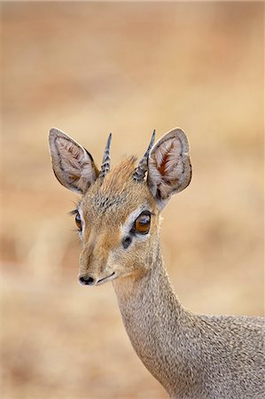 Male Gunther's dik dik (Rinchotragus guntheri), Samburu National Reserve, Kenya, East Africa, Africa Photographie de stock - Premium Libres de Droits, Code: 6119-08741444