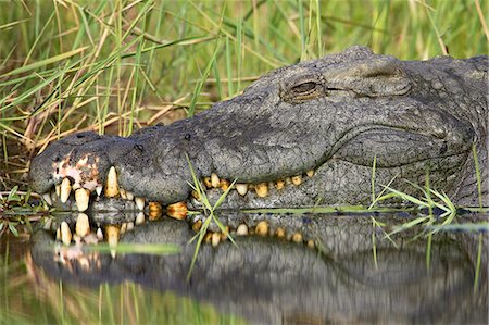 simsearch:841-02717671,k - Nile crocodile (Crocodylus niloticus), Kruger National Park, South Africa, Africa Photographie de stock - Premium Libres de Droits, Code: 6119-08741448