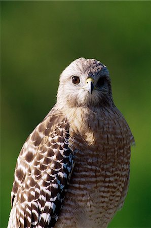 Red-shouldered hawk (Buteo lineatus), J. N. "Ding" Darling National Wildlife Refuge, Florida, United States of America, North America Stock Photo - Premium Royalty-Free, Code: 6119-08741455