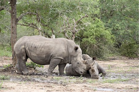 simsearch:6119-08741100,k - Two white rhinoceros (Ceratotherium simum) rubbing noses, Imfolozi Game Reserve, South Africa, Africa Stock Photo - Premium Royalty-Free, Code: 6119-08741476