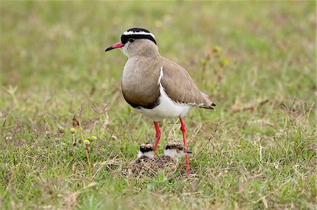 simsearch:6119-08741100,k - Crowned plover or crowned lapwing (Vanellus coronatus) adult with two chicks, Addo Elephant National Park, South Africa, Africa Stock Photo - Premium Royalty-Free, Code: 6119-08741481