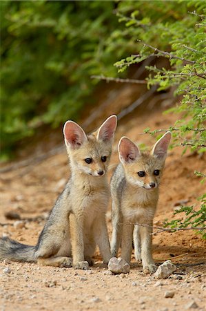 Two Cape fox (Vulpes chama) kits, Kgalagadi Transfrontier Park, encompassing the former Kalahari Gemsbok National Park, South Africa, Africa Photographie de stock - Premium Libres de Droits, Code: 6119-08741486