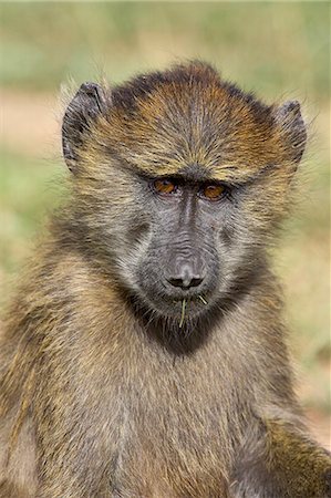 simsearch:6119-08741504,k - Young olive baboon (Papio cynocephalus anubis), Serengeti National Park, Tanzania, East Africa, Africa Foto de stock - Sin royalties Premium, Código: 6119-08741496