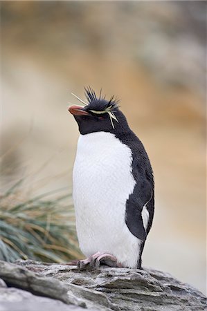 Rockhopper penguin (Eudyptes chrysocome), New Island, Falkland Islands, South America Foto de stock - Sin royalties Premium, Código: 6119-08741407
