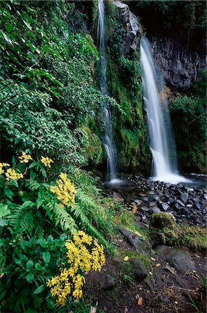 dawson falls - Dawson Falls, Egmont National Park, Taranaki, North Island, New Zealand, Pacific Foto de stock - Sin royalties Premium, Código: 6119-08741405