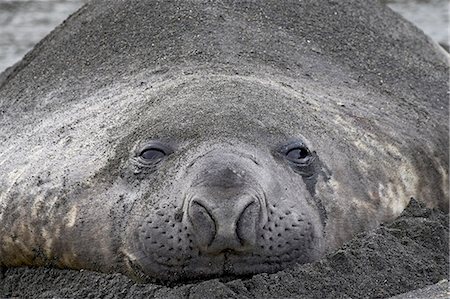 simsearch:862-05999123,k - Young male Southern Elephant Seal or Sea Elephant (Mirounga leonina) lying in the sand, Gold Harbor, South Georgia, Polar Regions Stock Photo - Premium Royalty-Free, Code: 6119-08741410