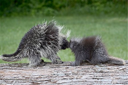 simsearch:6119-08741419,k - Porcupine (Erethizon dorsatum) mother and baby, in captivity, Sandstone, Minnesota, United States of America, North America Stock Photo - Premium Royalty-Free, Code: 6119-08741427