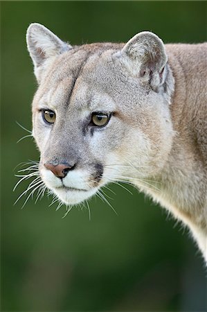 felis concolor - Mountain lion (cougar) (Felis concolor), in captivity Sandstone, Minnesota, United States of America, North America Stock Photo - Premium Royalty-Free, Code: 6119-08741438