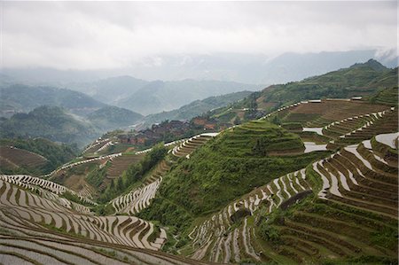 Terraced ricefields of Longshen, Guilin, Guangxi Province, China, Asia Stock Photo - Premium Royalty-Free, Code: 6119-08741599