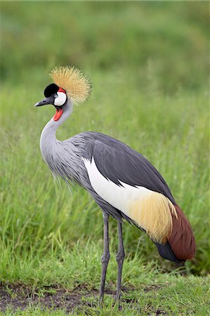 Grey crowned crane (Southern crowned crane) (Balearica regulorum), Serengeti National Park, Tanzania, East Africa, Africa Foto de stock - Sin royalties Premium, Código: 6119-08741504
