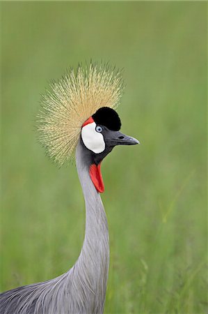 Grey crowned crane (Southern crowned crane) (Balearica regulorum), Serengeti National Park, Tanzania, East Africa, Africa Stock Photo - Premium Royalty-Free, Code: 6119-08741505