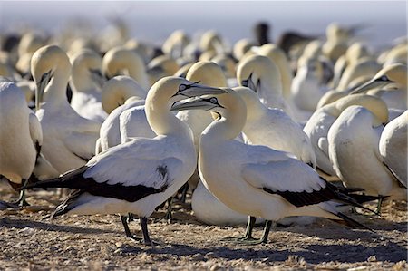 simsearch:6119-08741089,k - Cape gannet (Morus capensis) pair, Lamberts Bay, South Africa, Africa Stock Photo - Premium Royalty-Free, Code: 6119-08741527