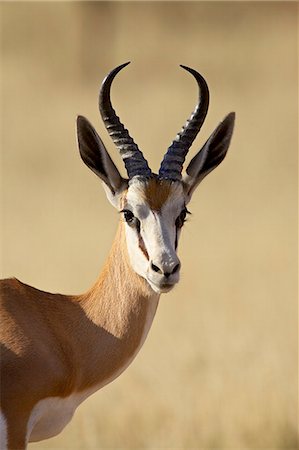 Male springbok (Antidorcas marsupialis), Kgalagadi Transfrontier Park, encompassing the former Kalahari Gemsbok National Park, South Africa, Africa Stock Photo - Premium Royalty-Free, Code: 6119-08741526