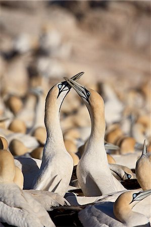 Cape gannet (Morus capensis) pair necking, Bird Island, Lambert's Bay, South Africa, Africa Photographie de stock - Premium Libres de Droits, Code: 6119-08741530