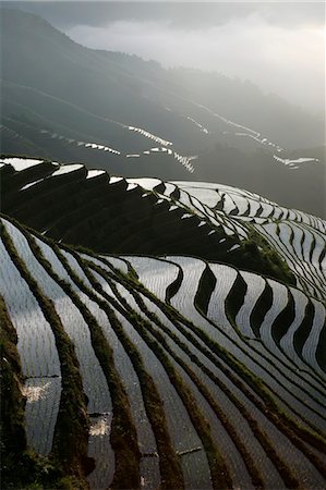 June sunrise, Longsheng terraced ricefields, Guangxi Province, China, Asia Stock Photo - Premium Royalty-Free, Code: 6119-08741615