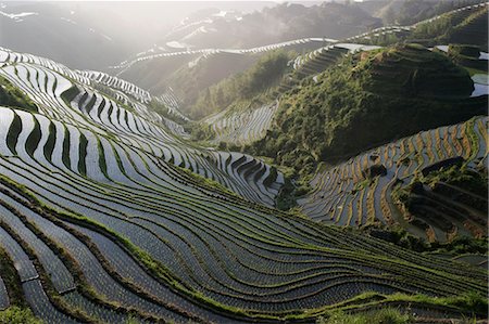 Sunrise in June, Longsheng terraced ricefields, Guangxi Province, China, Asia Stock Photo - Premium Royalty-Free, Code: 6119-08741621