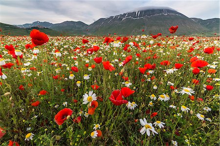 Red poppies and daisies in bloom, Castelluccio di Norcia, Province of Perugia, Umbria, Italy, Europe Photographie de stock - Premium Libres de Droits, Code: 6119-08797172