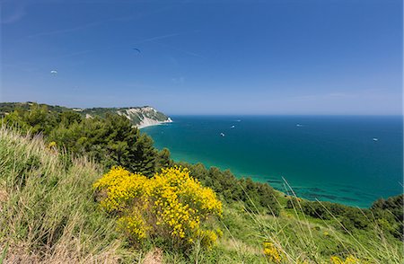 simsearch:6119-08797180,k - Yellow flowers on the promontory overlooking the turquoise sea, Province of Ancona, Conero Riviera, Marche, Italy, Europe Stock Photo - Premium Royalty-Free, Code: 6119-08797188