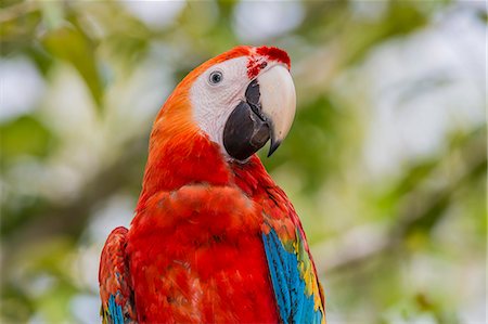 red parrot - Adult scarlet macaw (Ara macao), Amazon National Park, Loreto, Peru, South America Stock Photo - Premium Royalty-Free, Code: 6119-08797127