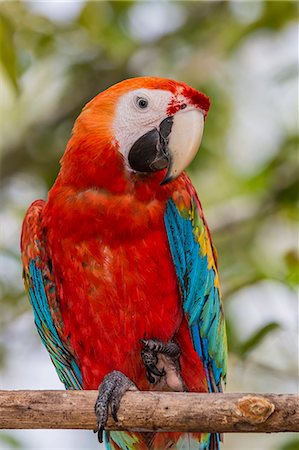 papagaio (pássaro) - Adult scarlet macaw (Ara macao), Amazon National Park, Loreto, Peru, South America Foto de stock - Royalty Free Premium, Número: 6119-08797129