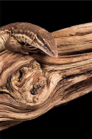 Ridge Tailed Monitor (Spiny Tailed Monitor) (Varanus acanthus), captive, Australia, Pacific Stock Photo - Premium Royalty-Free, Code: 6119-08797240