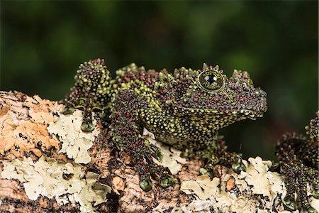 drei tiere - Vietnamese Mossy Frog (Theloderma Corticale), captive, Vietnam, Indochina, Southeast Asia, Asia Stockbilder - Premium RF Lizenzfrei, Bildnummer: 6119-08797250