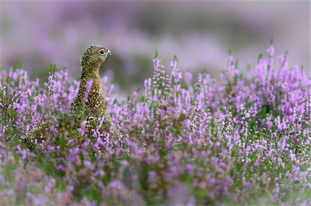 federwild - Red grouse in the heather, Scotland, United Kingdom, Europe Stockbilder - Premium RF Lizenzfrei, Bildnummer: 6119-08797267