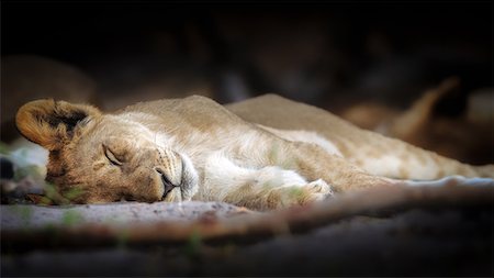Sleeping lion cub, Chobe National Park, Botswana, Africa Photographie de stock - Premium Libres de Droits, Code: 6119-08797272