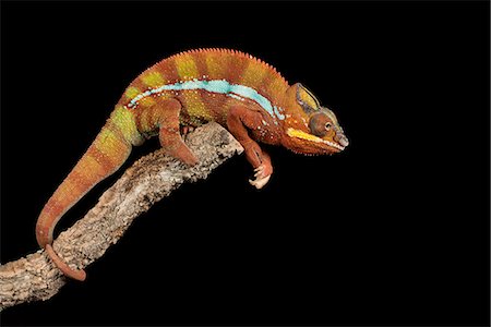 Panther Chameleon (Furcifer Pardalis), captive, Madagascar, Africa Photographie de stock - Premium Libres de Droits, Code: 6119-08797230