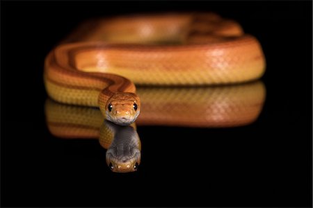 snake on black background - Corn Snake (Pantherophis Guttatus), captive, United States of America, North America Foto de stock - Sin royalties Premium, Código: 6119-08797231