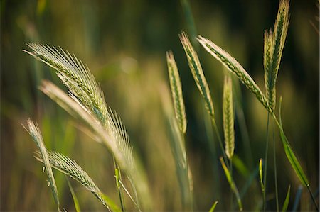 ripening - A close up of wheat ripening in Bamiyan Province, Afghanistan, Asia Stock Photo - Premium Royalty-Free, Code: 6119-08797330