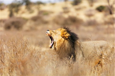 simsearch:841-09194676,k - Roaring lion (Panthera leo), Kgalagadi Transfrontier Park, Kalahari, Northern Cape, South Africa, Africa Stock Photo - Premium Royalty-Free, Code: 6119-08797477