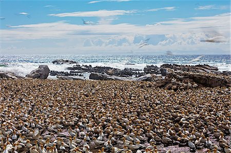 simsearch:841-09204067,k - Cape gannet (Morus capensis), Lambert's Bay gannet colony, Western Cape, South Africa, Africa Stock Photo - Premium Royalty-Free, Code: 6119-08797478