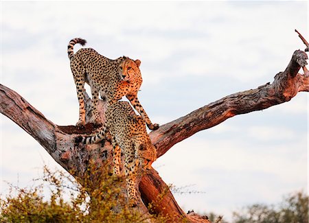 stalking - Cheetah (Acinonyx jubatus), Kruger National Park, South Africa, Africa Foto de stock - Sin royalties Premium, Código: 6119-08797489