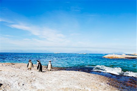Penguins (Spheniscus demersus), Boulders Beach, Cape Town, Western Cape, South Africa, Africa Photographie de stock - Premium Libres de Droits, Code: 6119-08797493