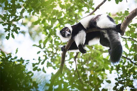 Black and white ruffed lemur (Varecia variegata), endemic to Madagascar, seen on Lemur Island, Andasibe National Park, Madagascar, Africa Photographie de stock - Premium Libres de Droits, Code: 6119-08703647
