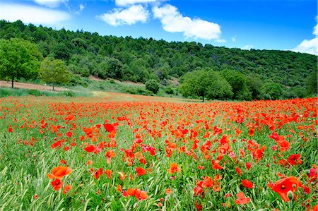 spain traditional building - Poppy fields near Covarrubias, Castile and Leon, Spain Europe Foto de stock - Sin royalties Premium, Código: 6119-08703658