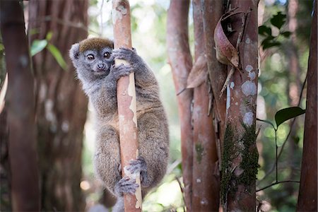 perinet - Lac Alaotra bamboo lemur (Hapalemur alaotrensis), Lemur Island, Andasibe, Eastern Madagascar, Africa Photographie de stock - Premium Libres de Droits, Code: 6119-08703638