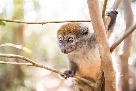 perinet - Grey bamboo lemur (Hapalemur), Lemur Island, Andasibe, Eastern Madagascar, Africa Foto de stock - Sin royalties Premium, Código: 6119-08703639