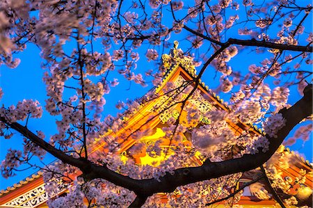 simsearch:6119-09074887,k - Sensi-ji Temple in Tokyo at night, seen through cherry blossom, Tokyo, Japan, Asia Stock Photo - Premium Royalty-Free, Code: 6119-08703745