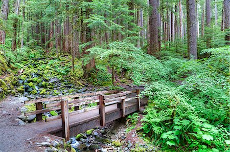 Foot Bridge, Trail to Sol Duc Falls, Rain Forest, Olympic National Park, UNESCO World Heritage Site, Washington, United States of America, North America Stock Photo - Premium Royalty-Free, Code: 6119-08703775