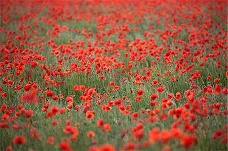 Field of red poppies, Chipping Campden, Cotswolds, Gloucestershire, England, United Kingdom, Europe Stock Photo - Premium Royalty-Free, Code: 6119-08703794