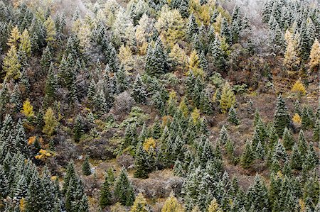 simsearch:6119-08126556,k - Early in morning frost on trees in Mount Siguniang, an area of outstanding natural beauty in Sichuan Province, China, Asia Stock Photo - Premium Royalty-Free, Code: 6119-08703715