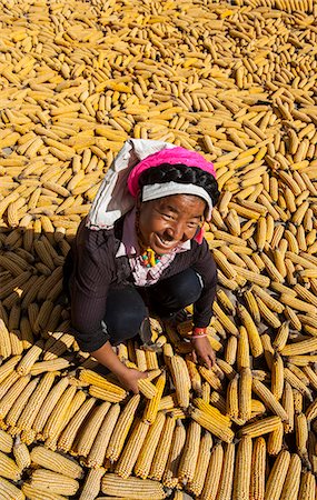 Drying maize (corn), on rooftops of traditional Tibetan houses at Jiaju Zangzhai, Sichuan Province, China, Asia Stock Photo - Premium Royalty-Free, Code: 6119-08703718