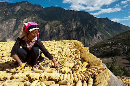 Drying maize (corn), on rooftops of traditional Tibetan houses at Jiaju Zangzhai, Sichuan Province, China, Asia Stock Photo - Premium Royalty-Free, Code: 6119-08703719