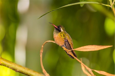 simsearch:6119-08126530,k - Adult male Xantus's hummingbird (Hylocharis xantusii), Todos Santos, Baja California Sur, Mexico, North America Foto de stock - Sin royalties Premium, Código: 6119-08724858