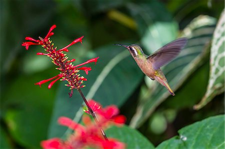 simsearch:6119-08724854,k - Adult male Xantus's hummingbird (Hylocharis xantusii), Todos Santos, Baja California Sur, Mexico, North America Fotografie stock - Premium Royalty-Free, Codice: 6119-08724859