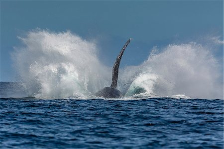 simsearch:6119-07780982,k - Adult humpback whale (Megaptera novaeangliae), breaching in the shallow waters of Cabo Pulmo, Baja California Sur, Mexico, North America Foto de stock - Sin royalties Premium, Código: 6119-08724863