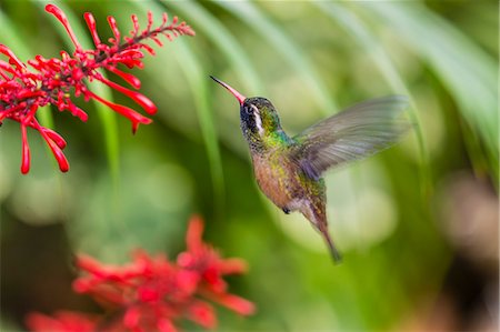 Adult male Xantus's hummingbird (Hylocharis xantusii), Todos Santos, Baja California Sur, Mexico, North America Stock Photo - Premium Royalty-Free, Code: 6119-08724860